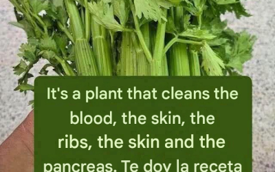 Celery juice to cleanse kidneys, liver and lungs