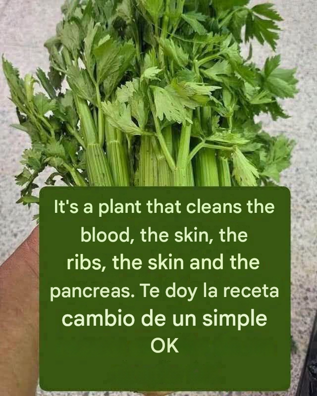 Celery juice to cleanse kidneys, liver and lungs