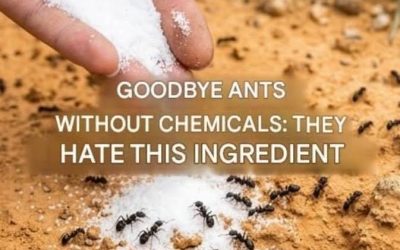 Ants can’t stand it! Use it to keep them away for good.